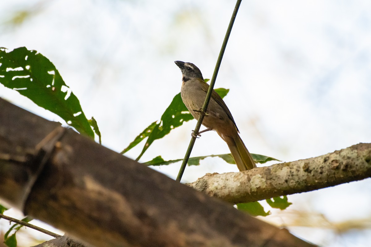 Buff-throated Saltator - ML152151381