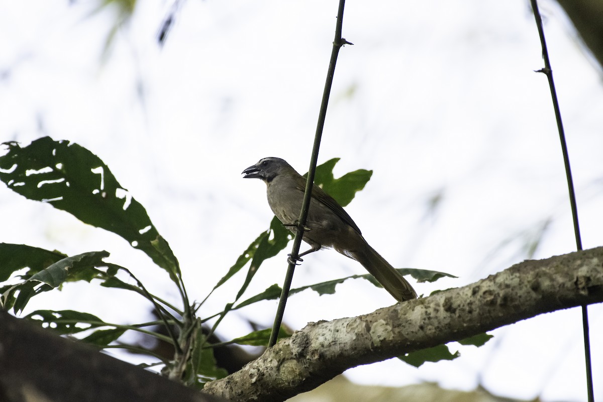 Buff-throated Saltator - ML152151391