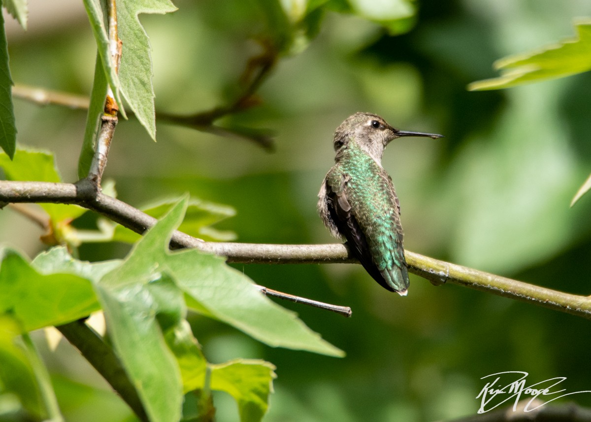 Colibrí de Anna - ML152151941