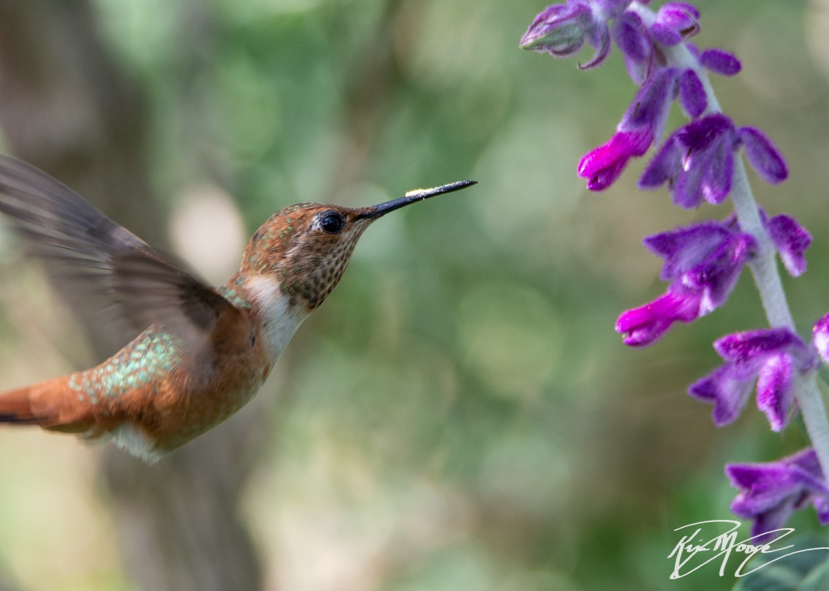 Colibrí de Allen - ML152152081