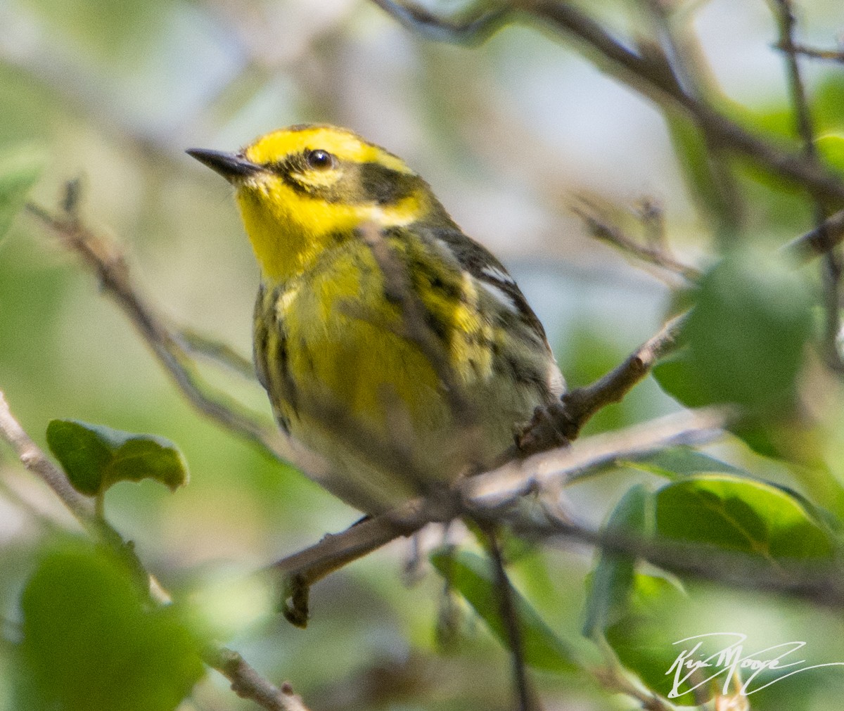 Townsend's Warbler - ML152152521