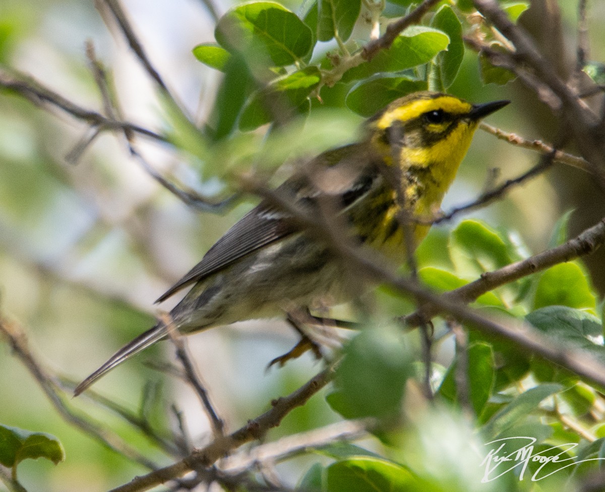 Townsend's Warbler - ML152152531