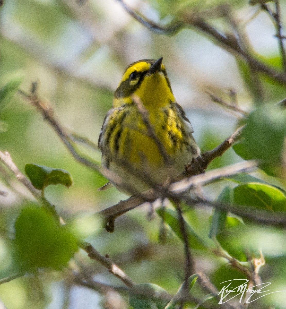 Townsend's Warbler - ML152152541