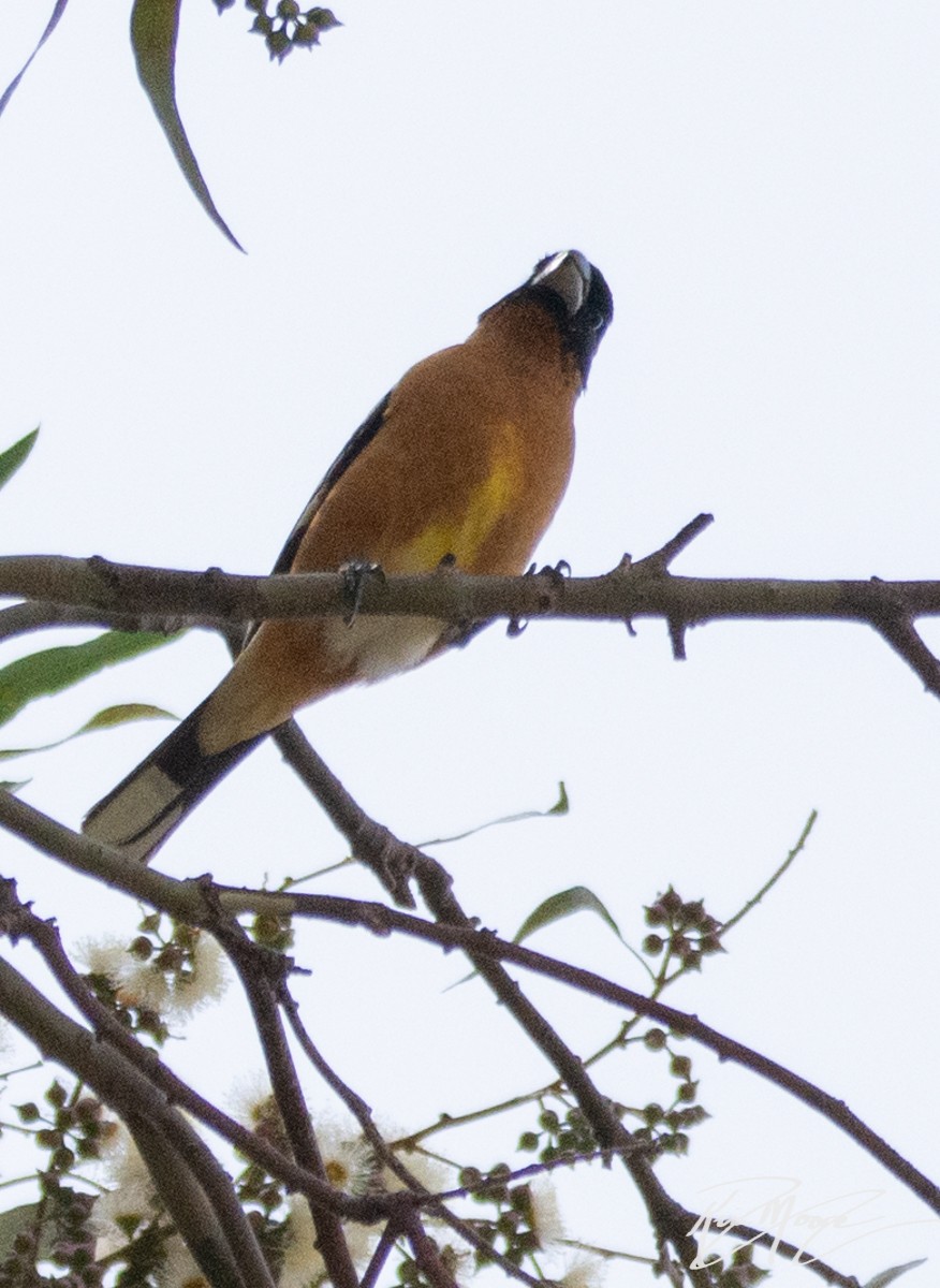 Black-headed Grosbeak - ML152152651