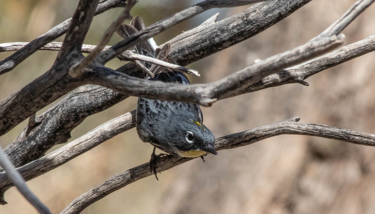 Yellow-rumped Warbler (Audubon's) - Linda McNulty