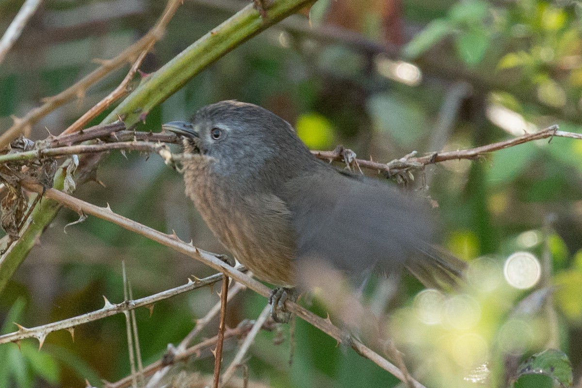 Wrentit - ML152153141