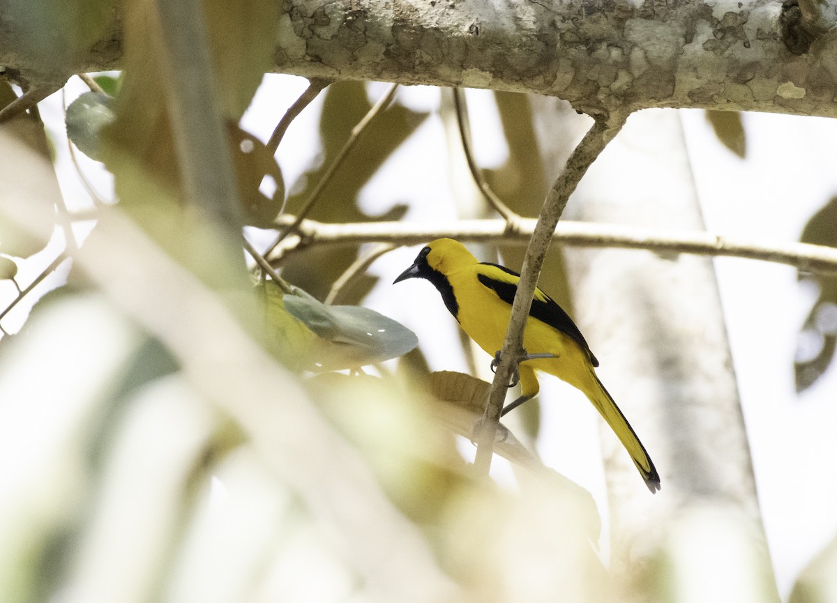 Yellow-tailed Oriole - ML152153471