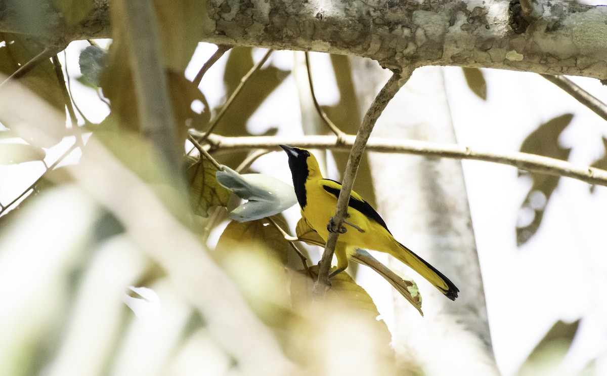 Yellow-tailed Oriole - ML152153501