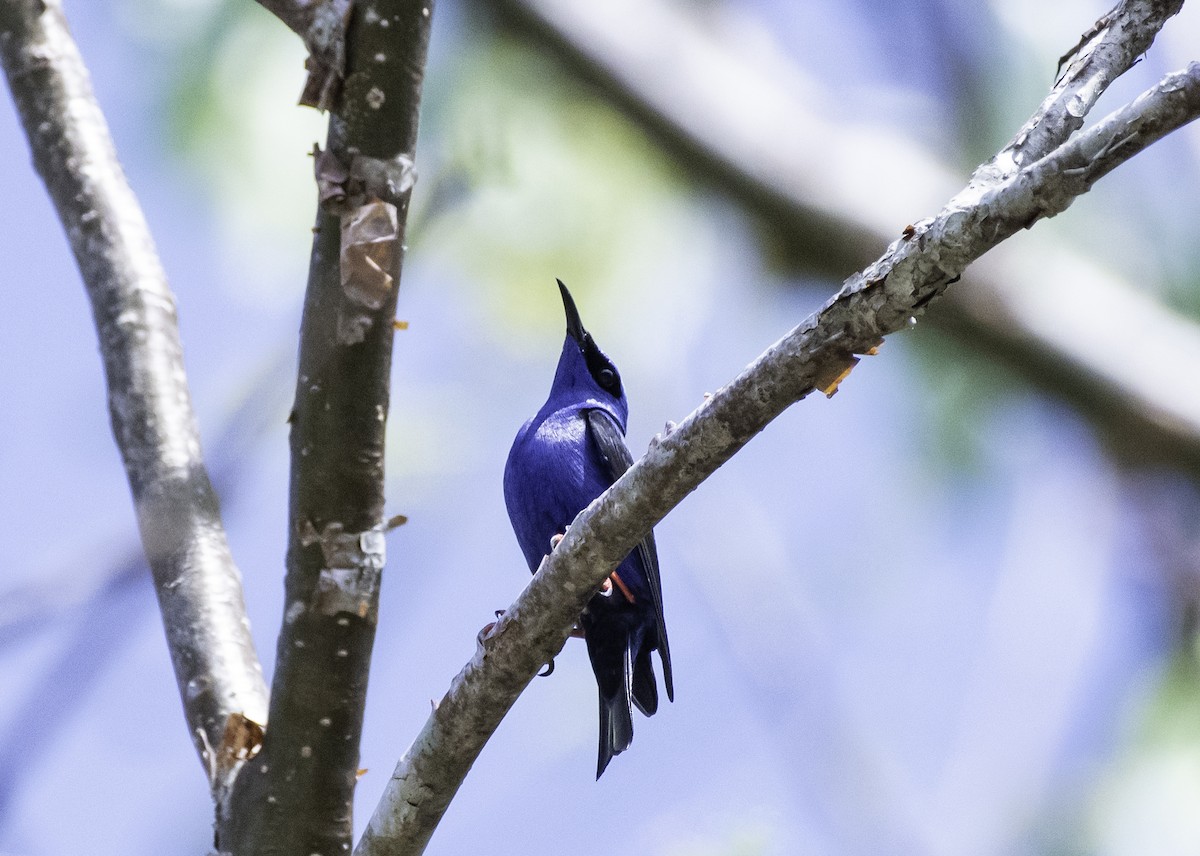 Red-legged Honeycreeper - ML152153631