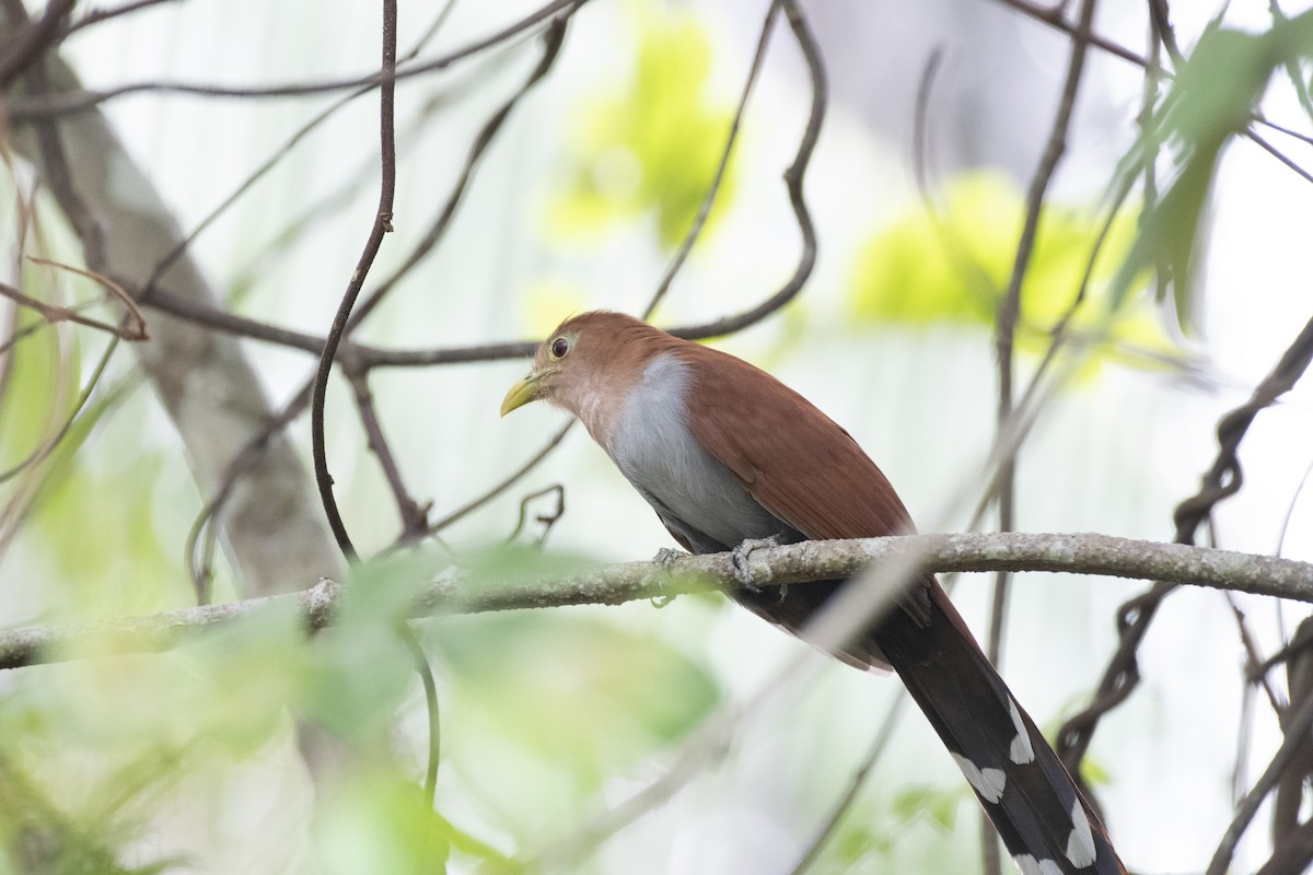 Squirrel Cuckoo - ML152153761