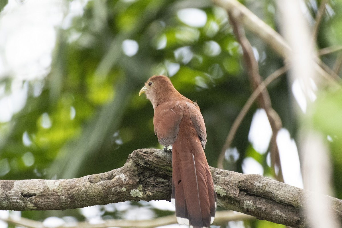 Squirrel Cuckoo - ML152153781