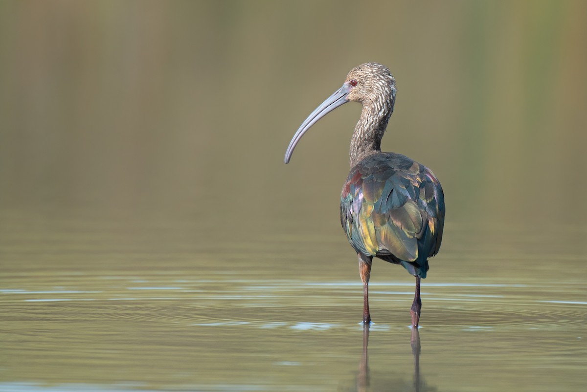 Ibis à face blanche - ML152154051