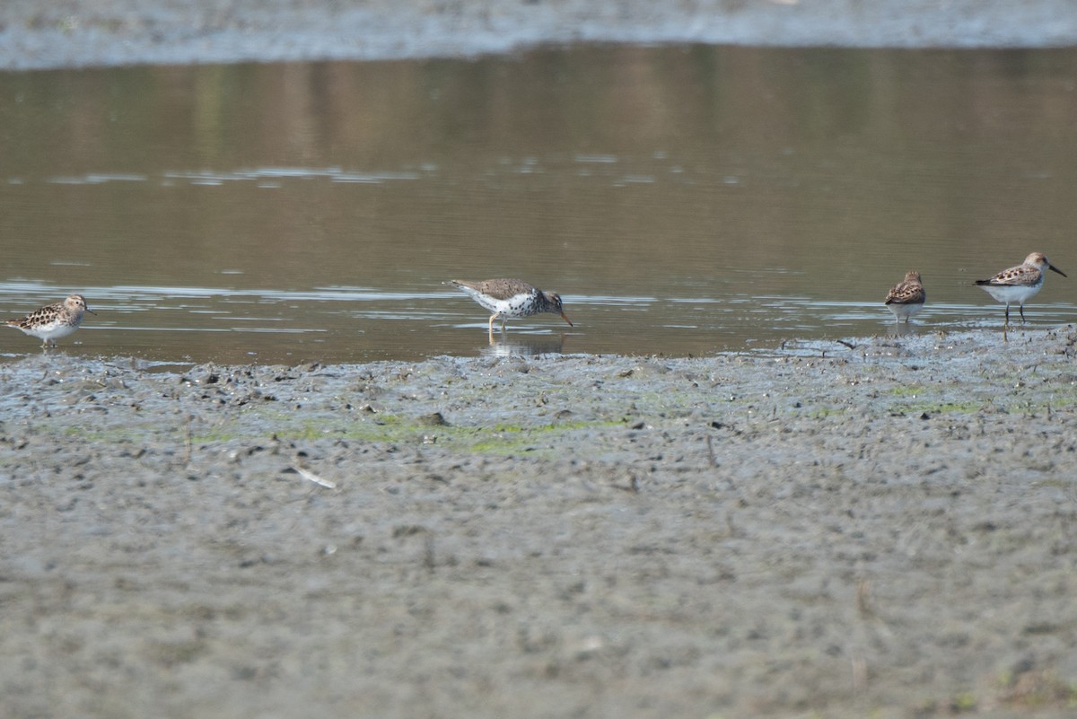 Spotted Sandpiper - ML152154451