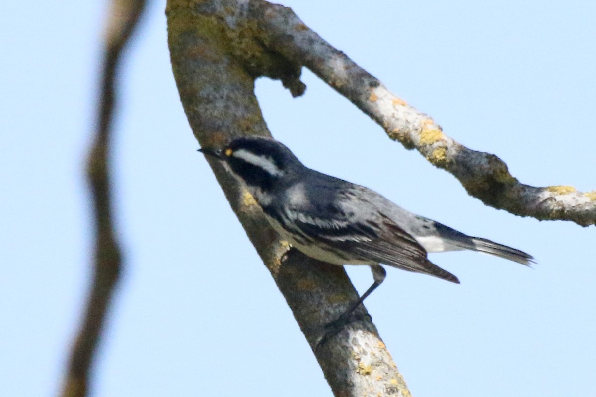 Black-throated Gray Warbler - ML152154831
