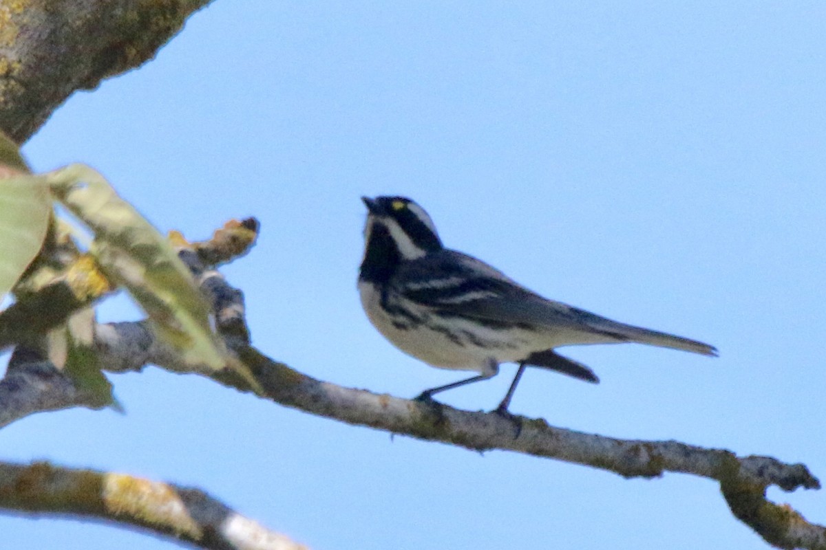 Black-throated Gray Warbler - ML152154861