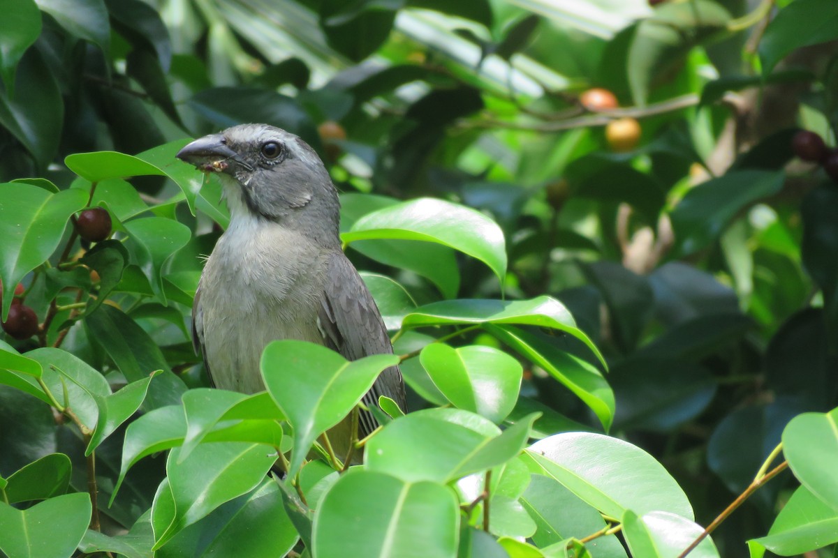 Cinnamon-bellied Saltator - ML152155711