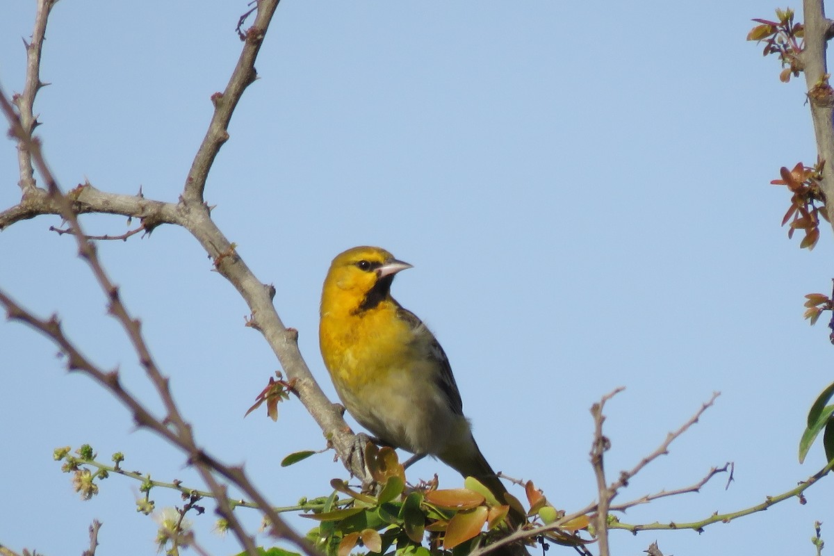 Bullock's Oriole - ML152156111