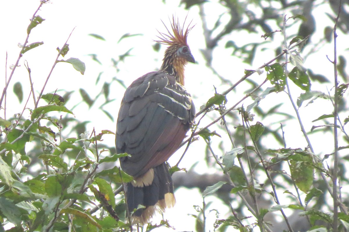 Hoatzin - Pat McKay