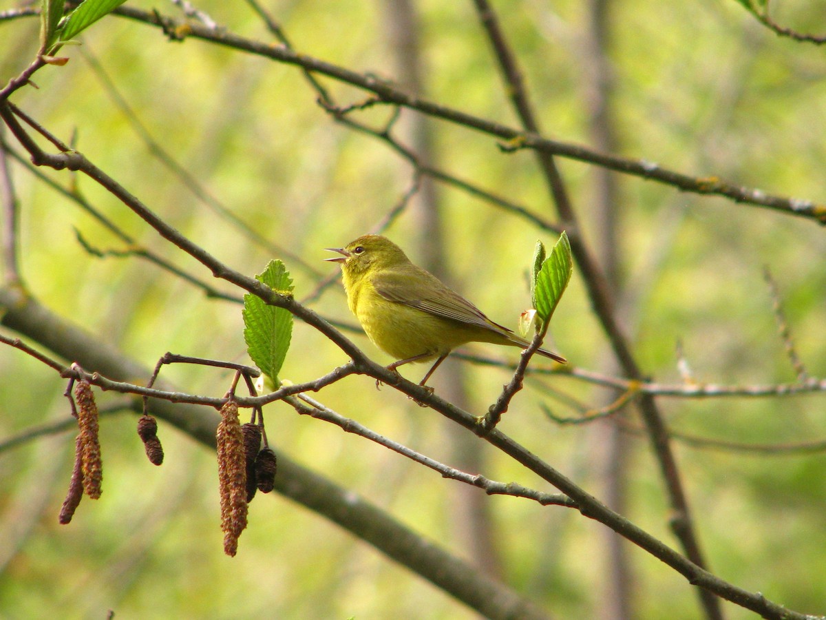 Orange-crowned Warbler - ML152157811