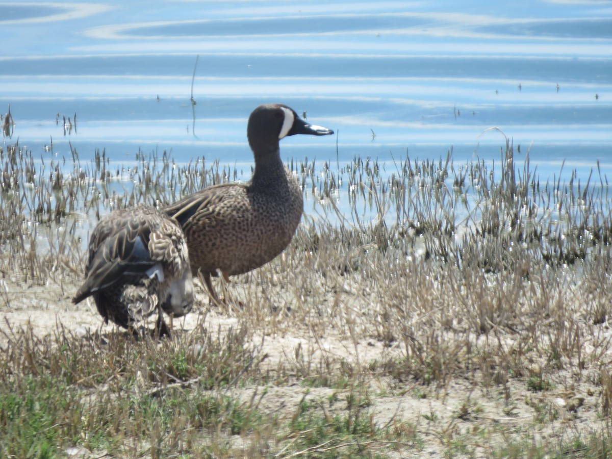 Blue-winged Teal - ML152157861