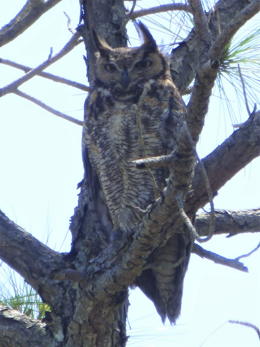 Great Horned Owl - Jim Mott