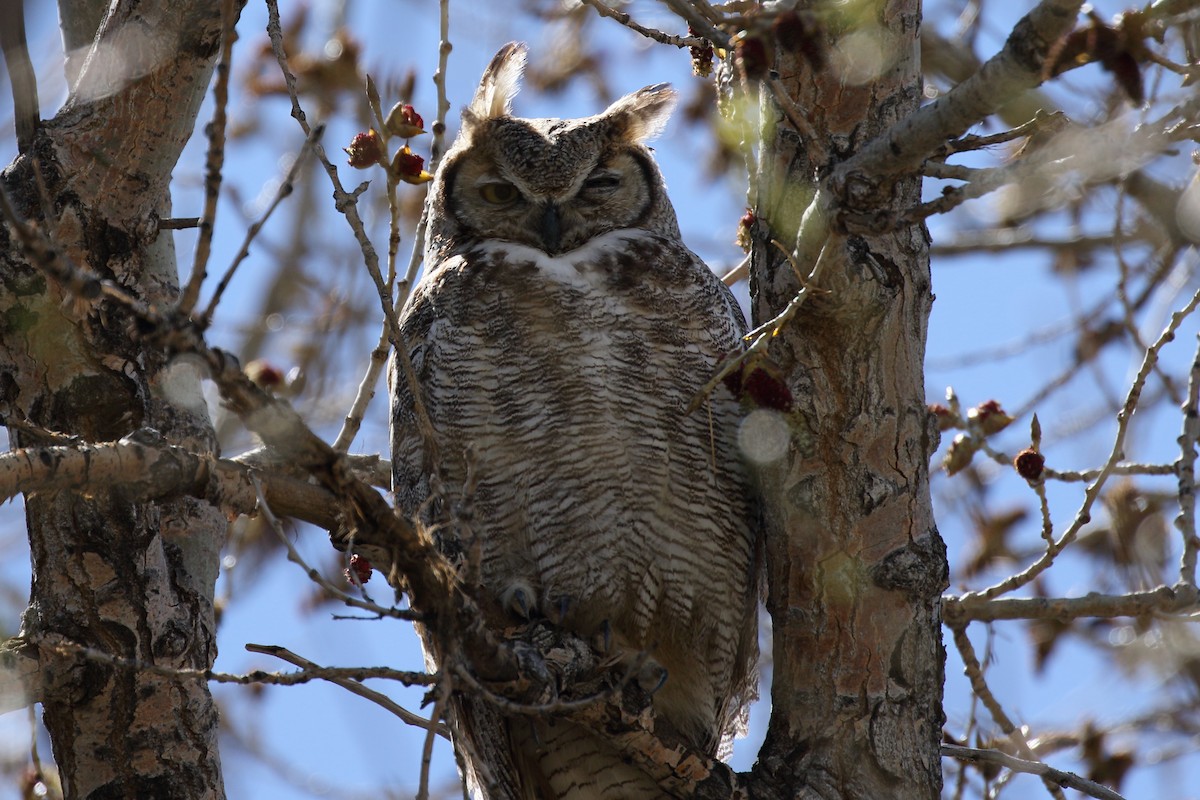 Great Horned Owl - Ron Podhajsky