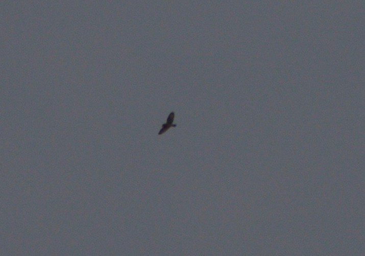 Short-eared Owl - ML152158491