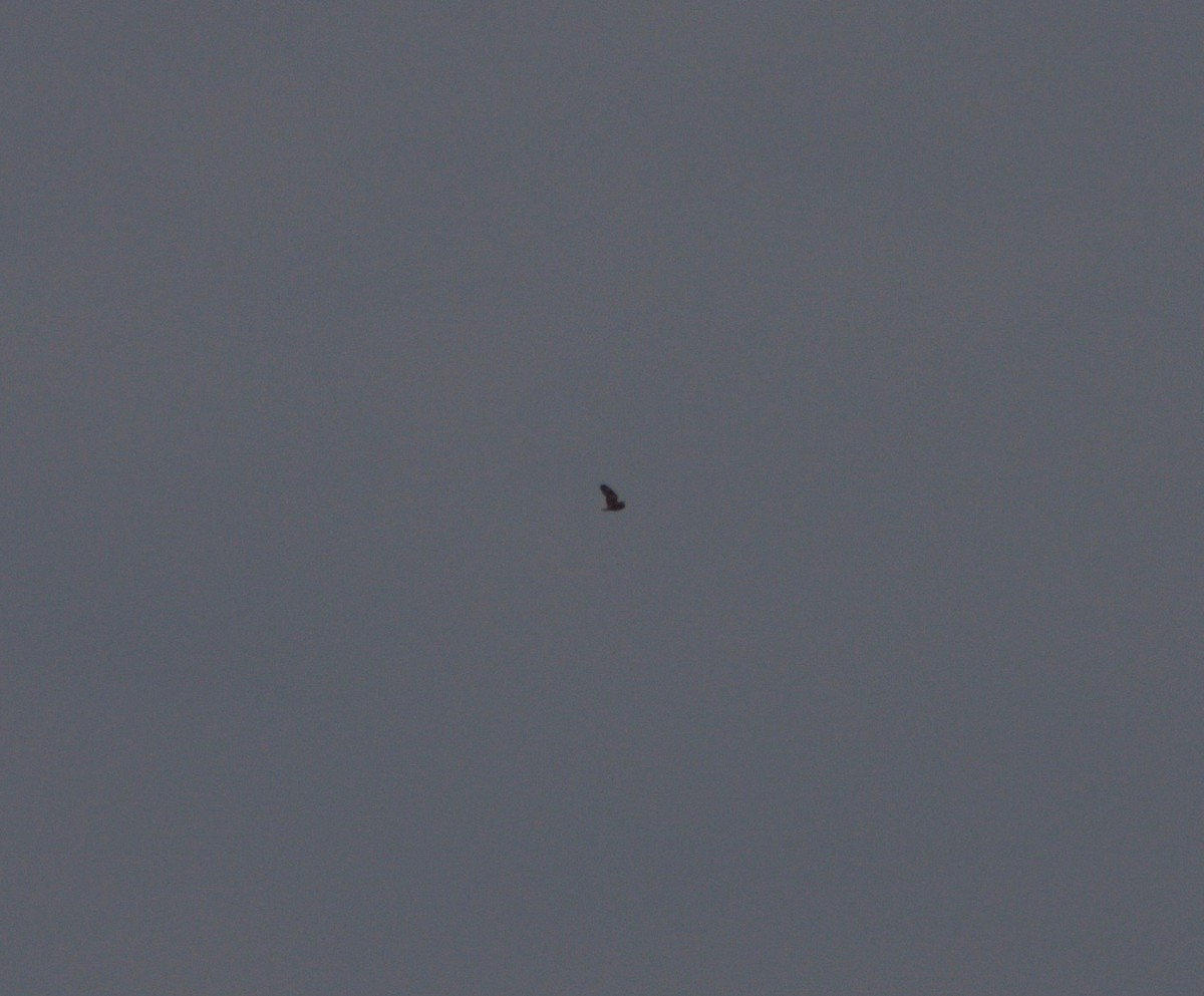 Short-eared Owl - ML152158531