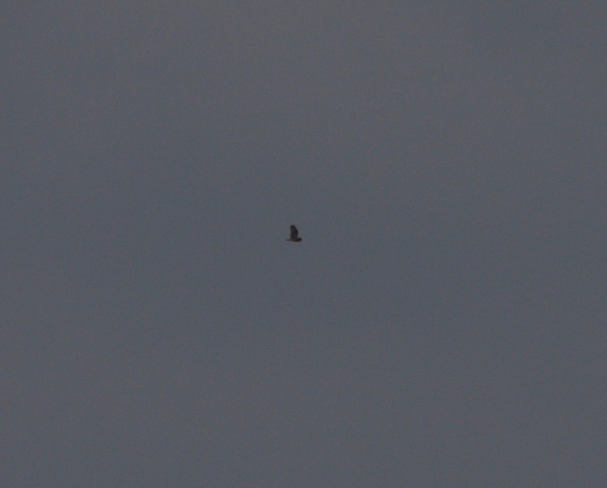 Short-eared Owl - ML152158541