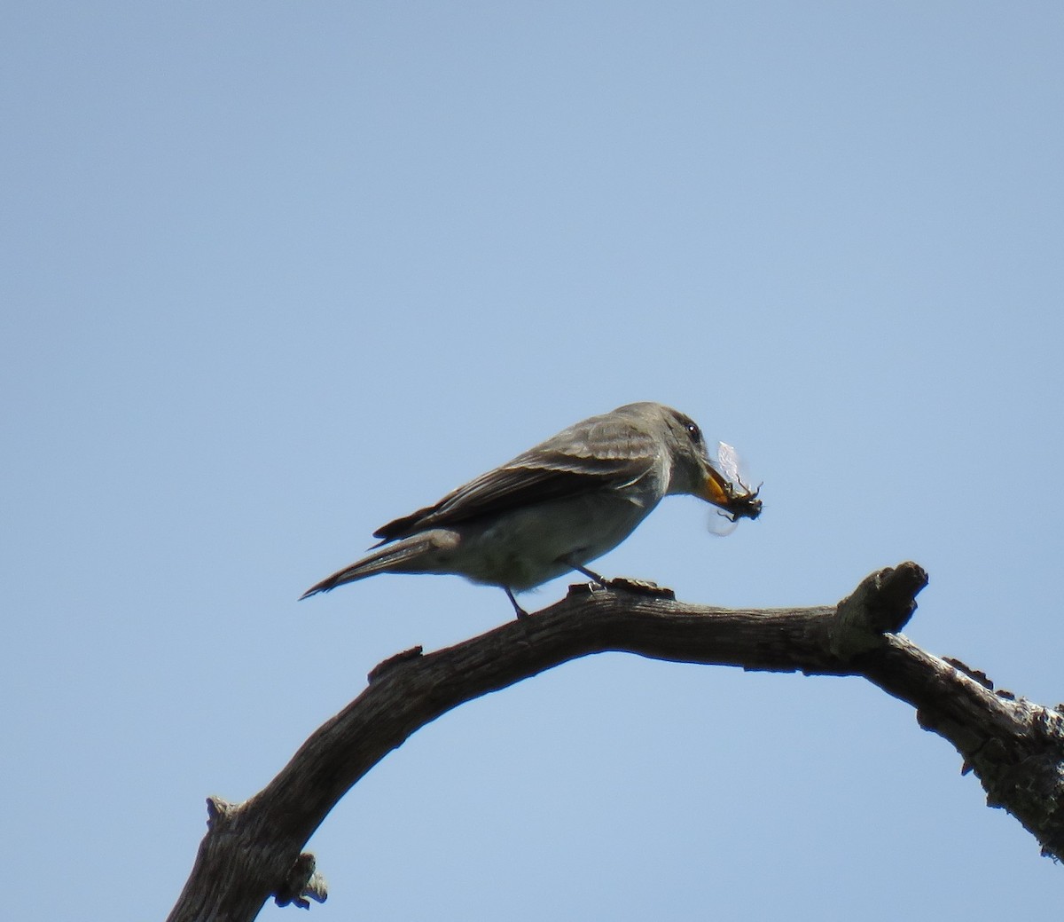 Western Wood-Pewee - ML152158691