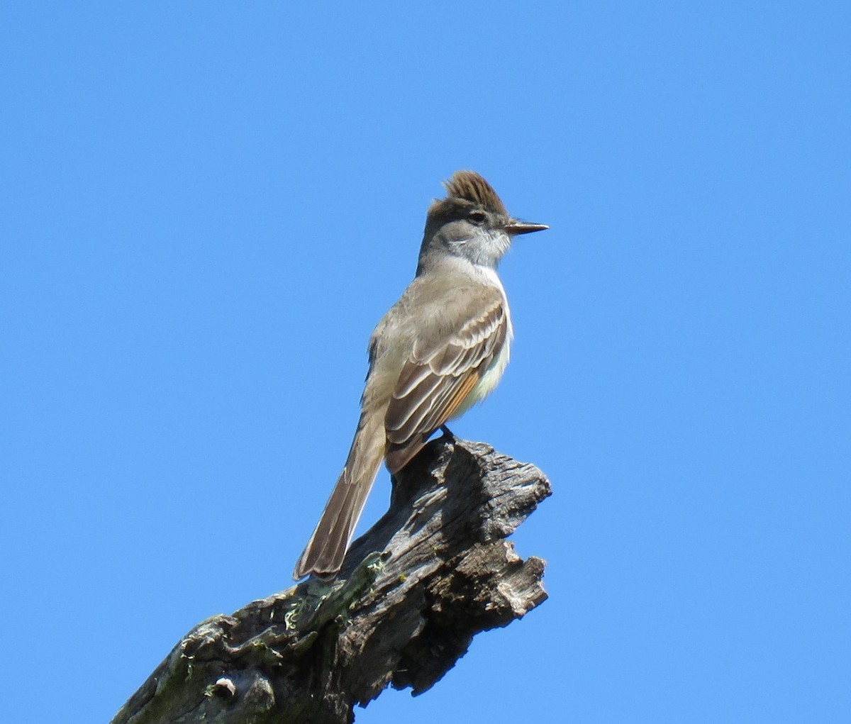 Ash-throated Flycatcher - ML152158921