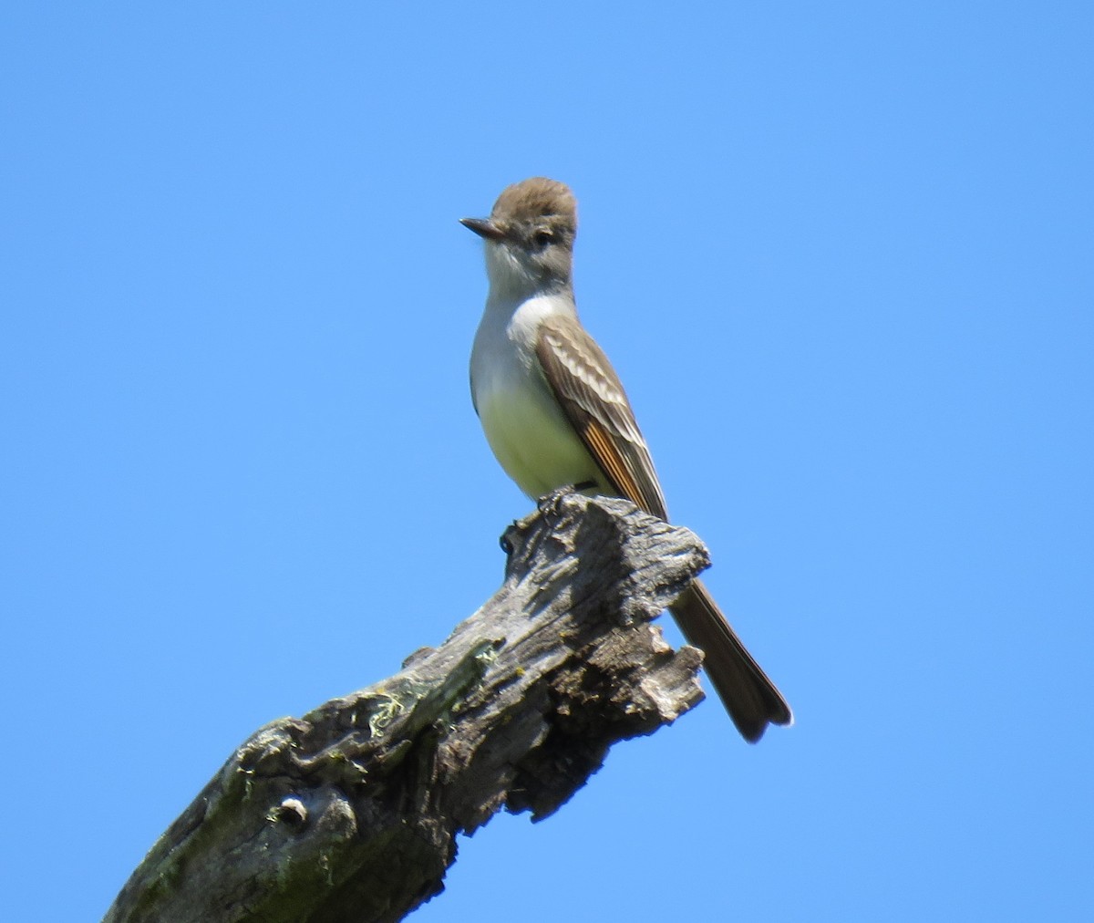 Ash-throated Flycatcher - Chris O'Connell