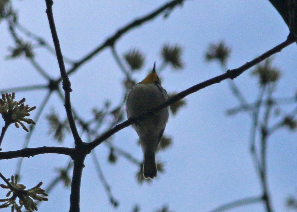 Yellow-throated Warbler - ML152159131