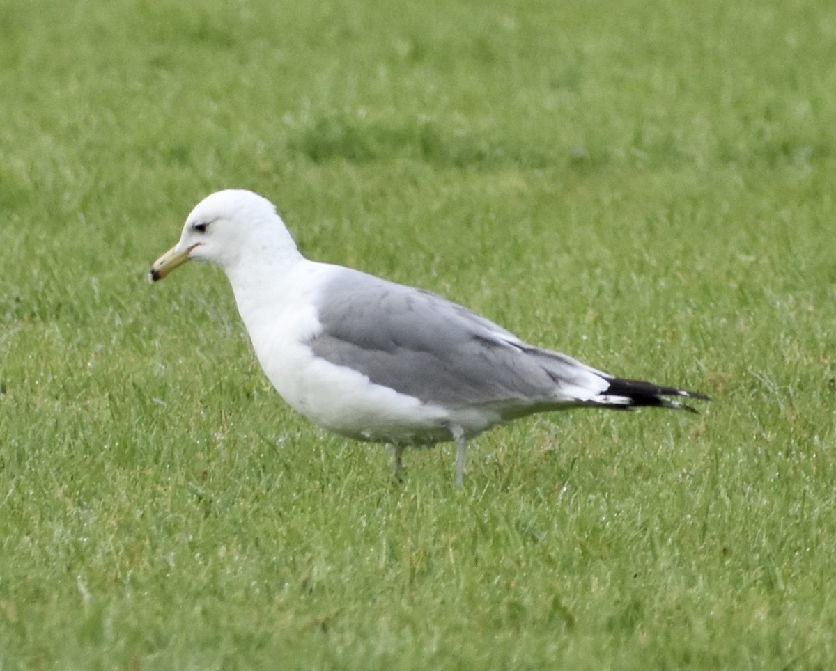 California Gull - ML152159231