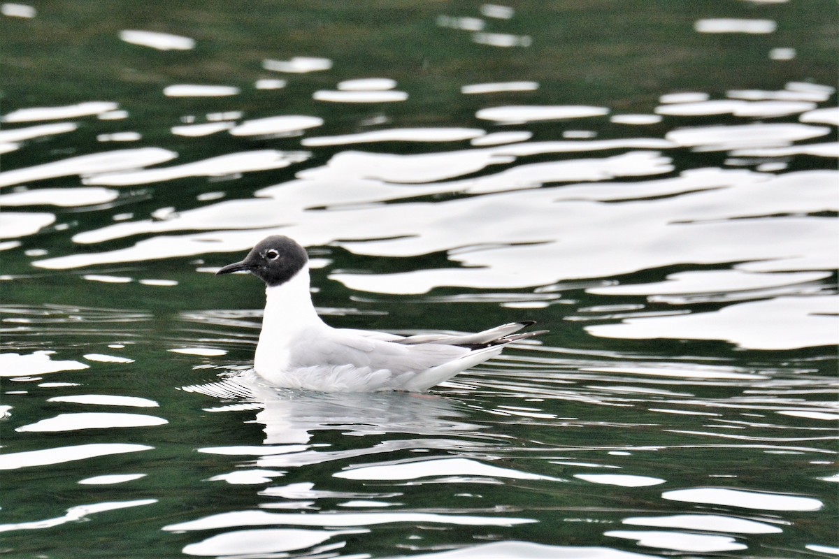 Bonaparte's Gull - Kim  Beardmore