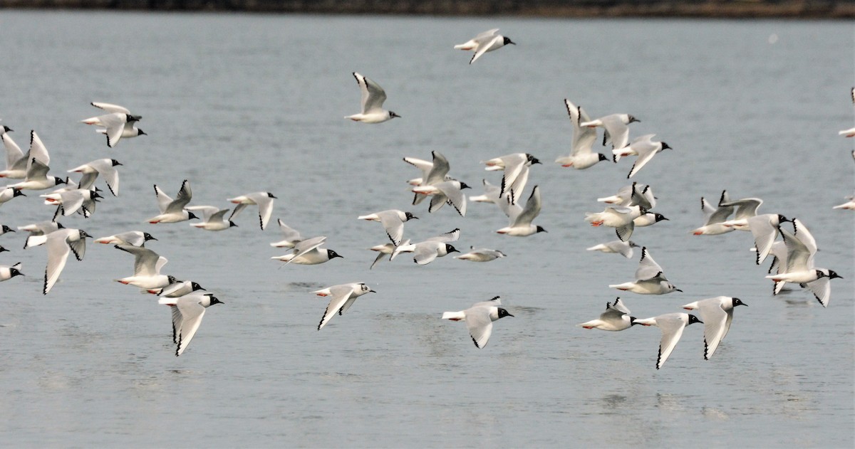 Bonaparte's Gull - ML152160461