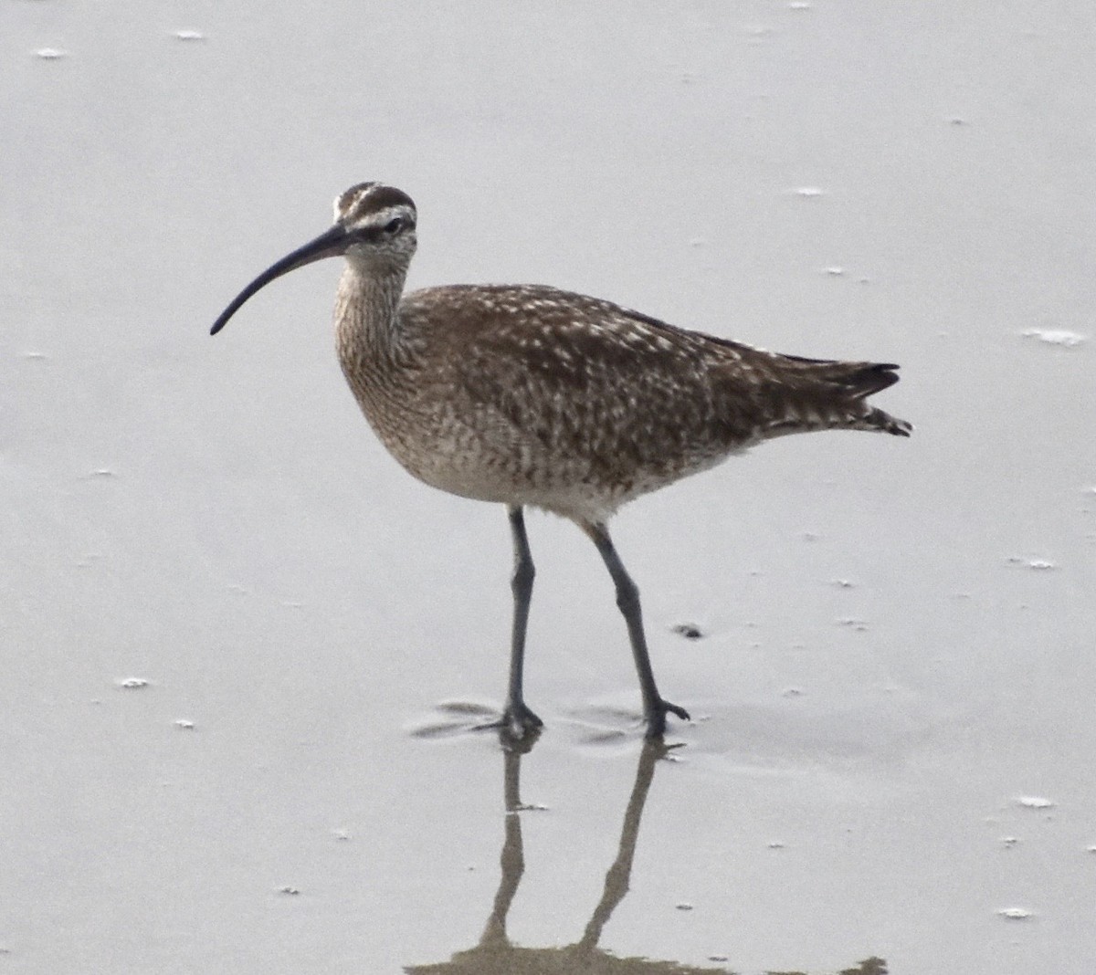 Regenbrachvogel - ML152161771