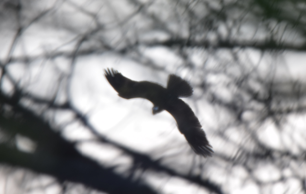 Osprey - ML152161821