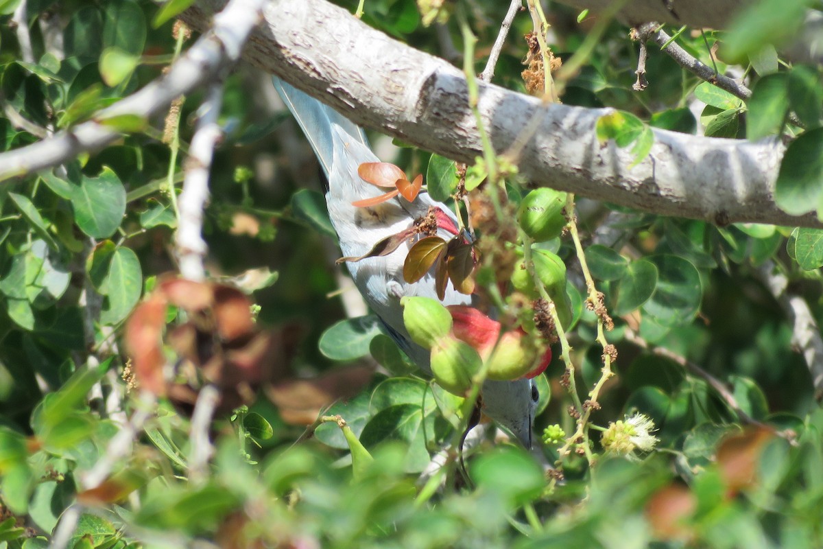 Blue-gray Tanager - ML152162041