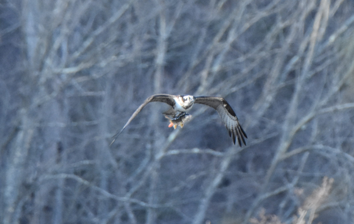 Osprey - ML152162051