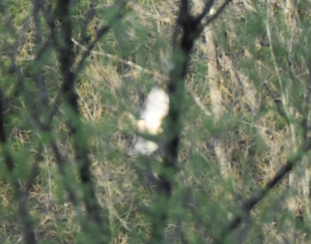 Red-tailed Hawk - ML152162141