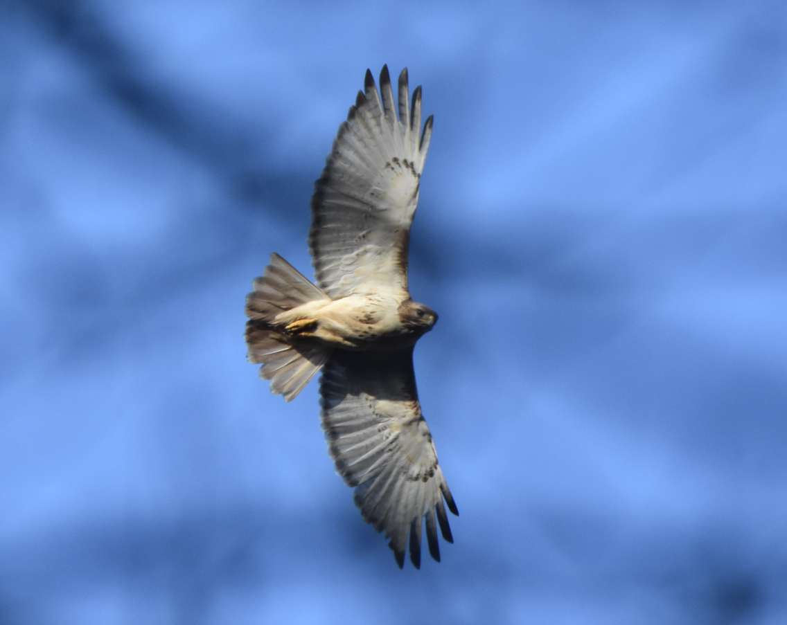 Red-tailed Hawk - ML152162191