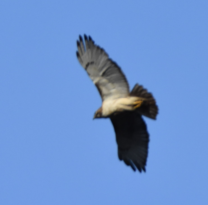 Red-tailed Hawk - ML152162241