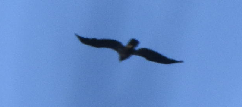 hawk sp. - ML152162271