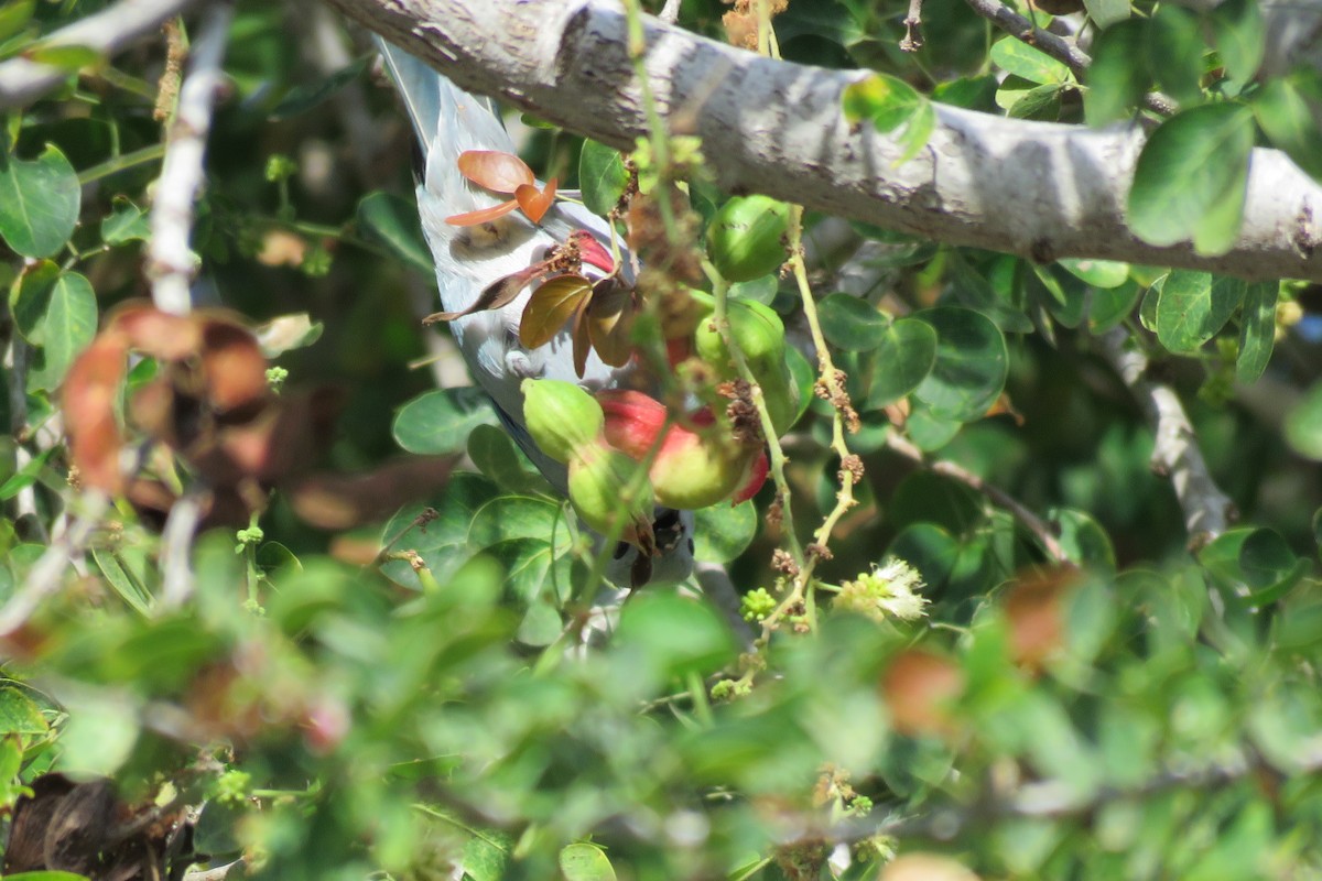 Blue-gray Tanager - ML152162491