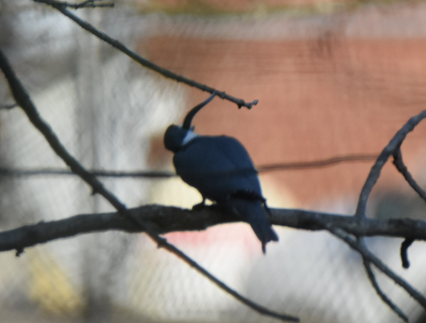 Belted Kingfisher - ML152162581