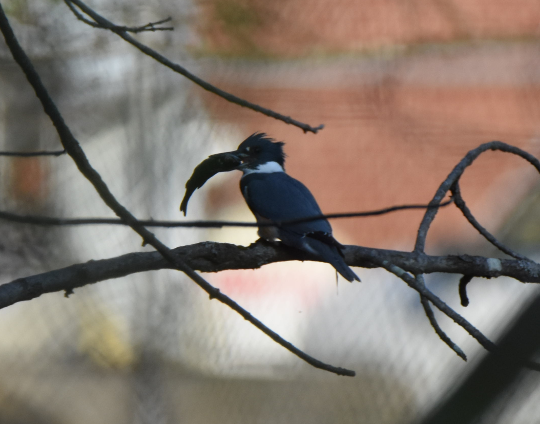 Belted Kingfisher - ML152162591