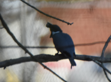 Belted Kingfisher - ML152162601