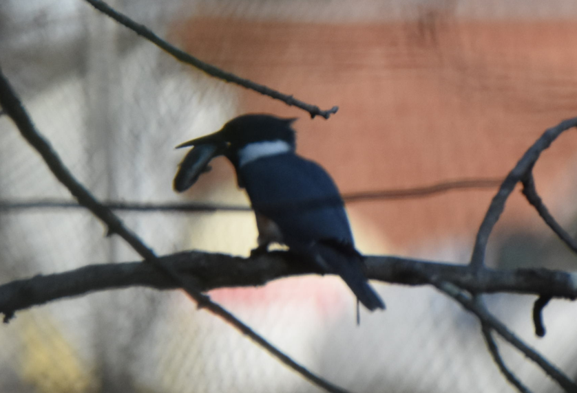 Belted Kingfisher - ML152162611