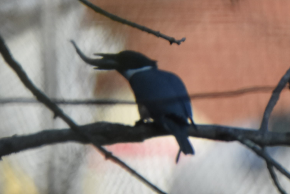 Belted Kingfisher - ML152162621